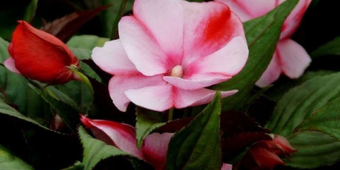 Uzgoj balzama iz sjemena kod kuće